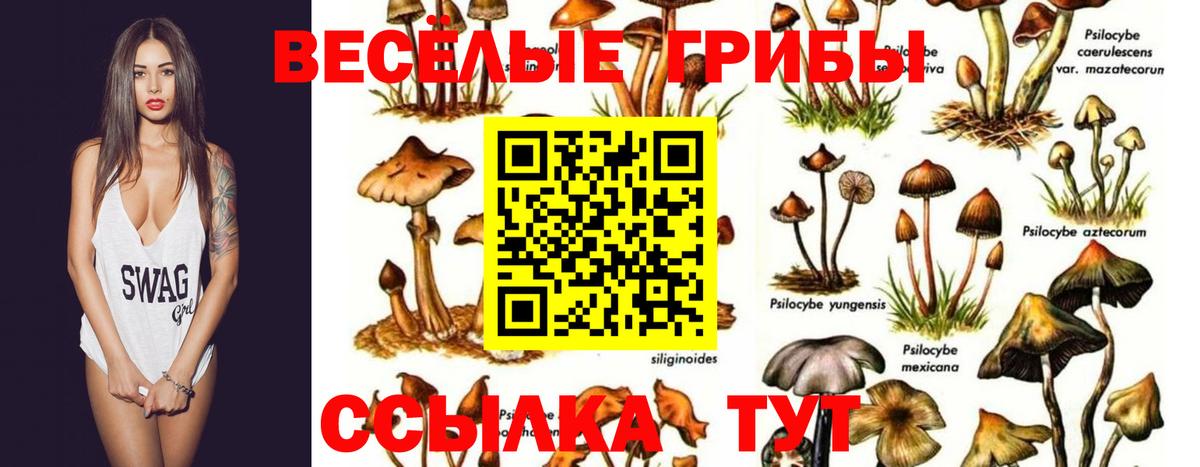 Рославль  Псилоцибиновые грибы прущие грибы  Вход с VPN 