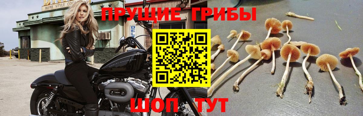 Галлюциногенные грибы Psilocybe Рославль